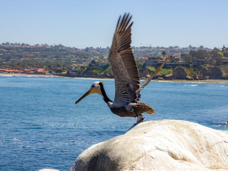 La Jolla Cove photo