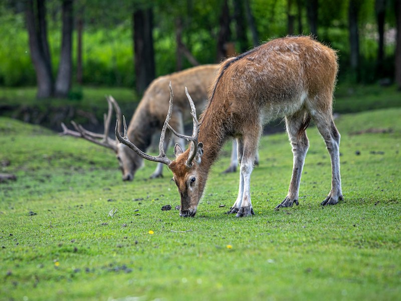 Tallinn Zoo photo