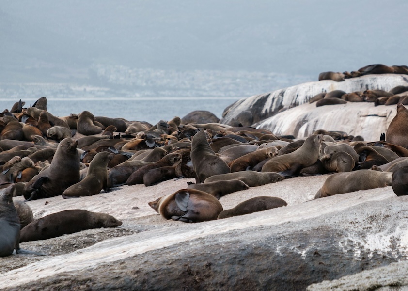 Seal Island photo