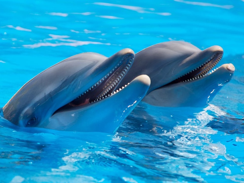 Istanbul Dolphinarium photo